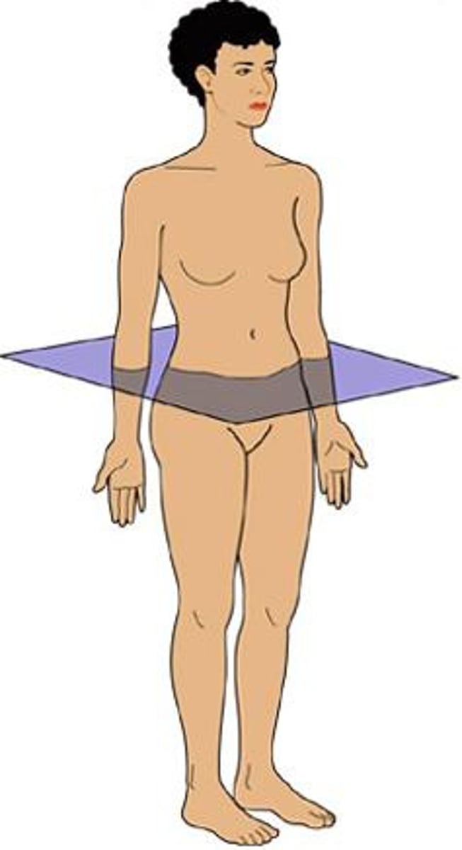<p>line that divides the body into upper and lower sections</p>