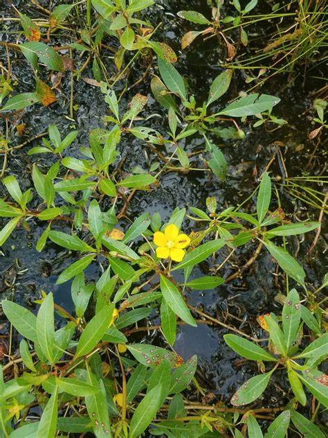 Family: Onagraceae

SN: Ludwigia peploids