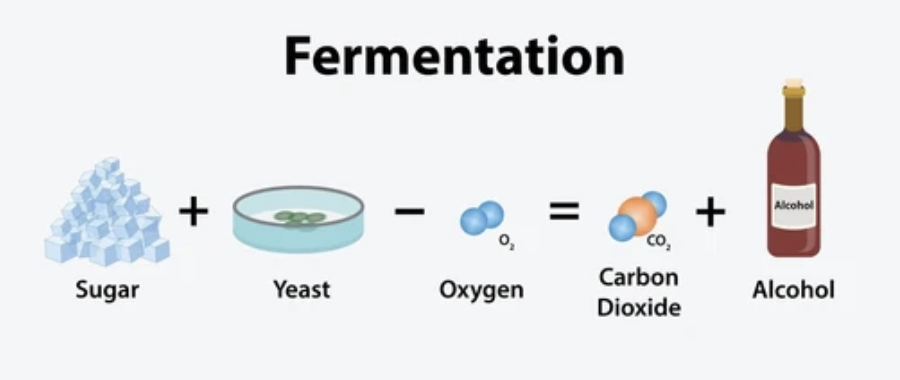 <p>he showed that it is yeast that converts sugar into alcohol in the absence of air</p>