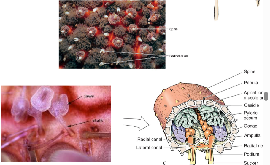 <ul><li><p>Dermal ossicles</p></li><li><p>“catch” connective tissue</p></li><li><p>papulae (dermal gills) - respiration</p></li><li><p>pedicellariae - keeps them clean (pincers)</p></li><li><p>Spines</p></li><li><p>muscles</p></li></ul><p></p>