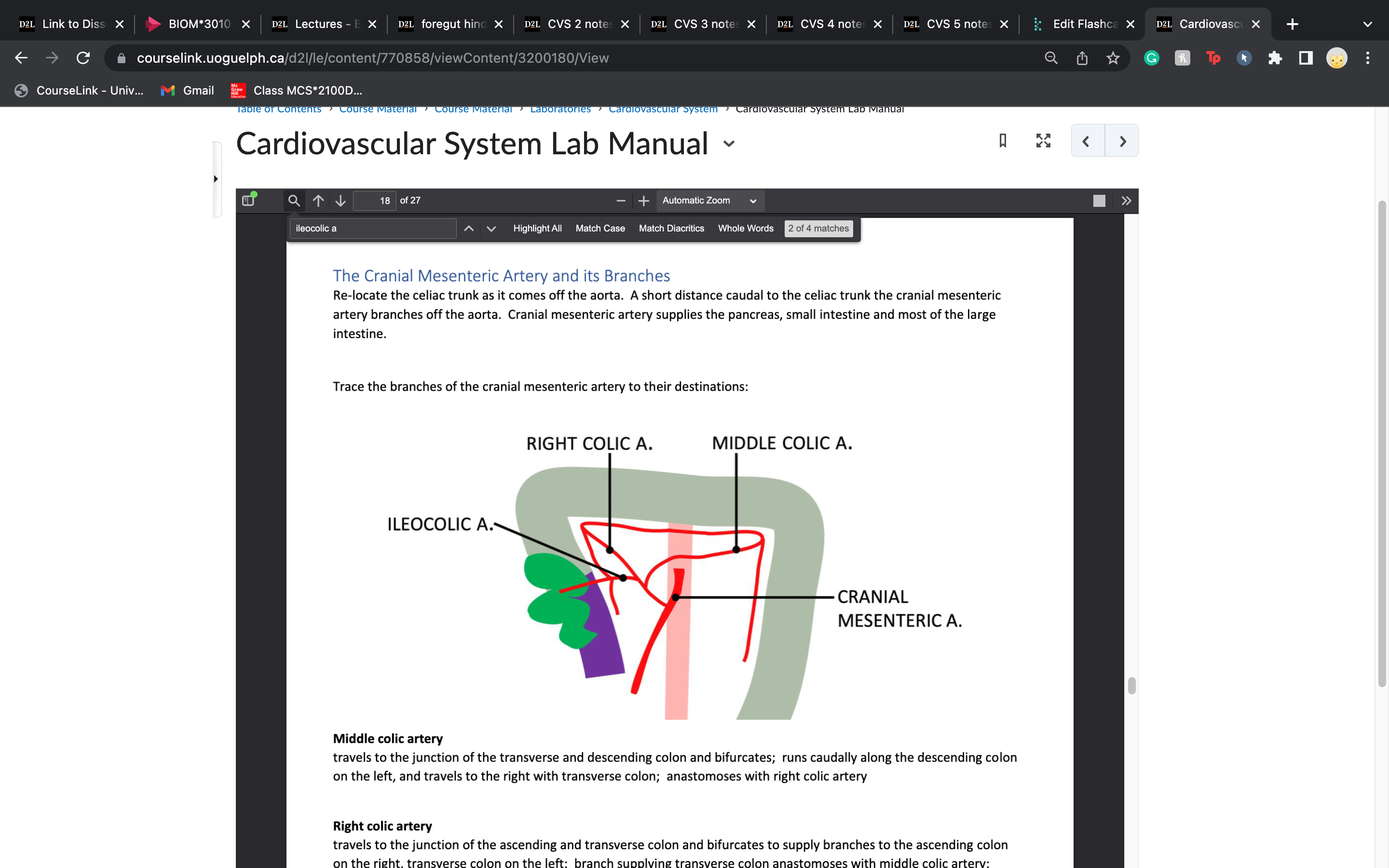 ileum, cecum, and colon