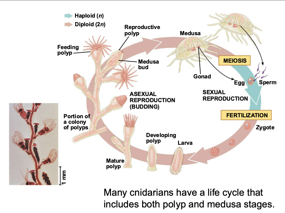 <p>polyp and medusa stages</p>