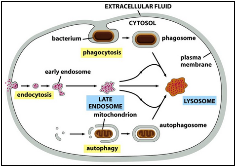 <p><strong>1. Intracellular Traffic </strong></p><ul><li><p>Digestive enzymes arrive from the Golgi.</p></li><li><p>Material from outside the cell enters via endocytosis → early endosome.</p></li><li><p>Early endosomes acidify to late endosomes (pH ~6) and mature into lysosomes.</p></li><li><p>Endosomal membrane proteins are recycled back to endosomes or the TGN.</p></li></ul><p><strong> 2. Autophagy </strong></p><ul><li><p>Lysosomal degradation of cell’s own organelles/parts.</p></li><li><p>Example: liver mitochondria lifespan ~10 days.</p></li><li><p>Targeted material is enclosed by a double membrane → autophagosome.</p></li><li><p>Autophagosome fuses with lysosome (or late endosome).</p></li><li><p>Starvation increases autophagy—digested metabolites help maintain energy.</p></li></ul><p><strong> 3. Phagocytosis </strong></p><ul><li><p>Used for large particles or microbes.</p></li><li><p>Macrophages/neutrophils engulf to form a phagosome.</p></li><li><p>Phagosome is converted into a lysosome through the same maturation/fusion steps as autophagy.</p></li></ul><p></p>