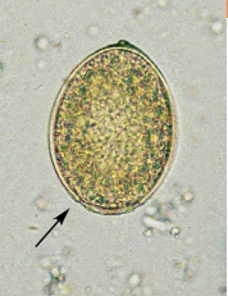 <p>What parasite is this if it is from a dog</p>