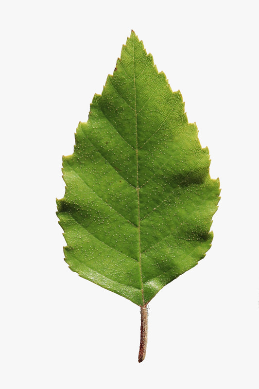 <p>What is this plant?</p>