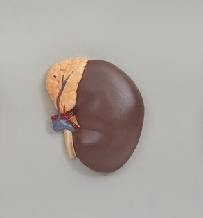 <p>Adrenal gland</p>
