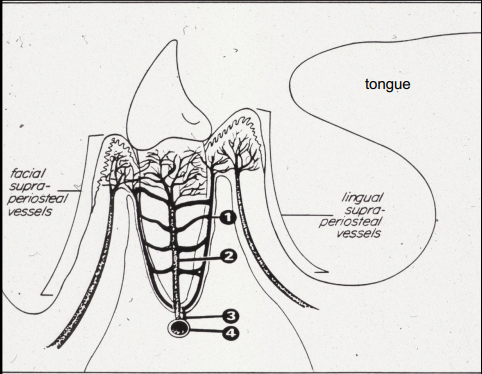 <p>What is the structure labeled 1?</p>