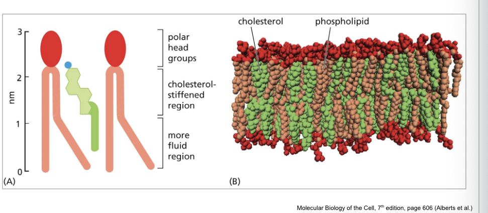<p>phospholipid molecules in lipid bilayer to control membrane fluidity</p><ul><li><p>cholesterol stiffens region of the fatty acid tail</p></li></ul><p></p>