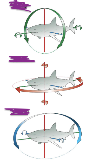 <p>-Roll (side to side)<br>-Yaw (turn)<br>-Pitch (up-down)</p>