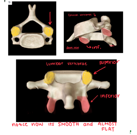 <p><strong>SMOOTH, NEARLY FLAT (or generally flat) SURFACE ON A BONE </strong></p><ul><li><p>this typically FORMS A JOINT with another bone </p></li></ul><p></p>