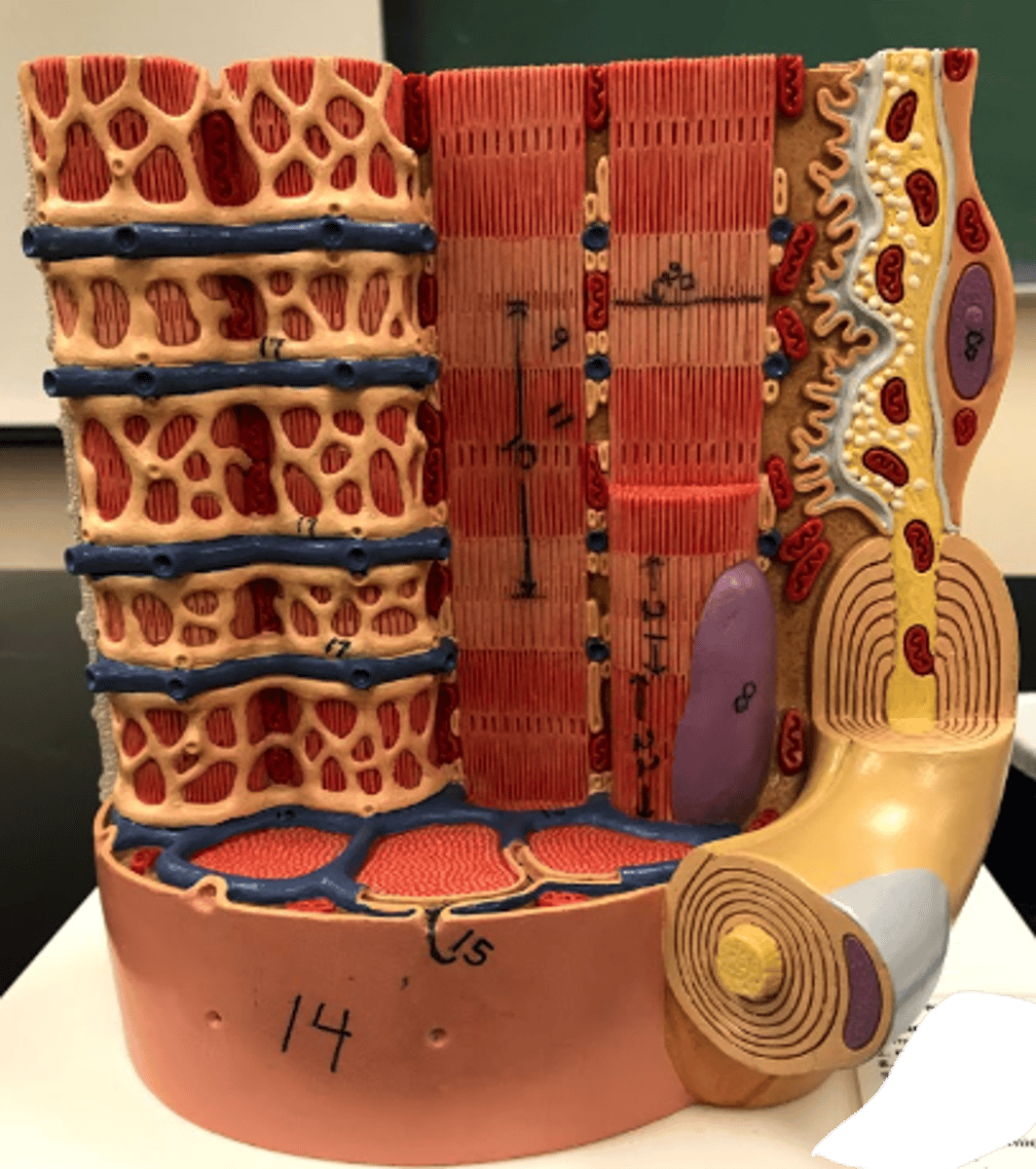 <p>17; Organelle of the muscle fiber that stores calcium.</p>
