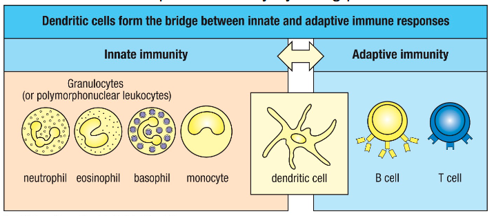 <p>• Detect pathogens (PAMPs) using receptors (PRRs)</p><p>• This detection leads to DC activation</p><p>• DCs then link innate to adaptive immunity by being potent APCs</p>
