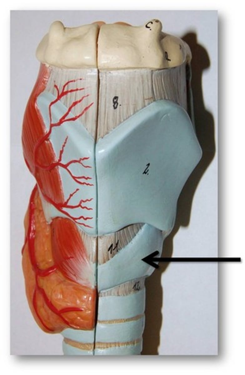 <p>inferior to thyroid cartilage, ring of hyaline cartilage that attached larynx to trachea. reinforces wall of larynx</p>