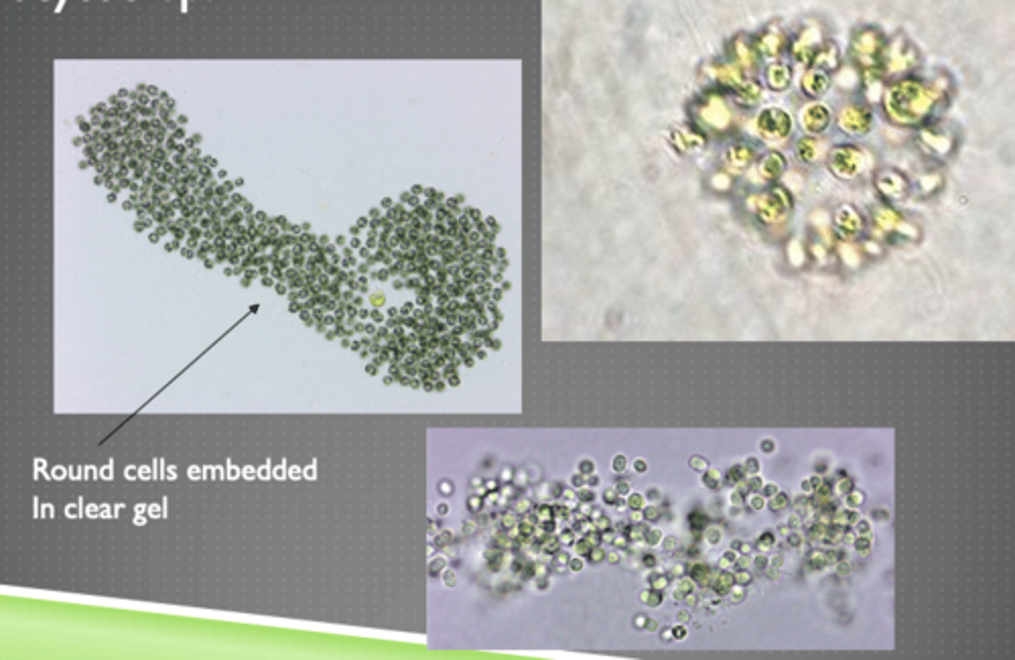<p>phytoplankton</p>