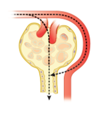 • Plasma Clearance **is greater than GFR**