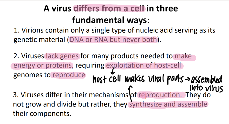 <ol><li><p>SINGLE type of genetic material (DNA OR RNA)</p></li><li><p>don’t have genes to make energy / proteins → HIJACK host cell</p></li><li><p>synthesize + ASSEMBLE components, do NOT grow + divide</p></li></ol>