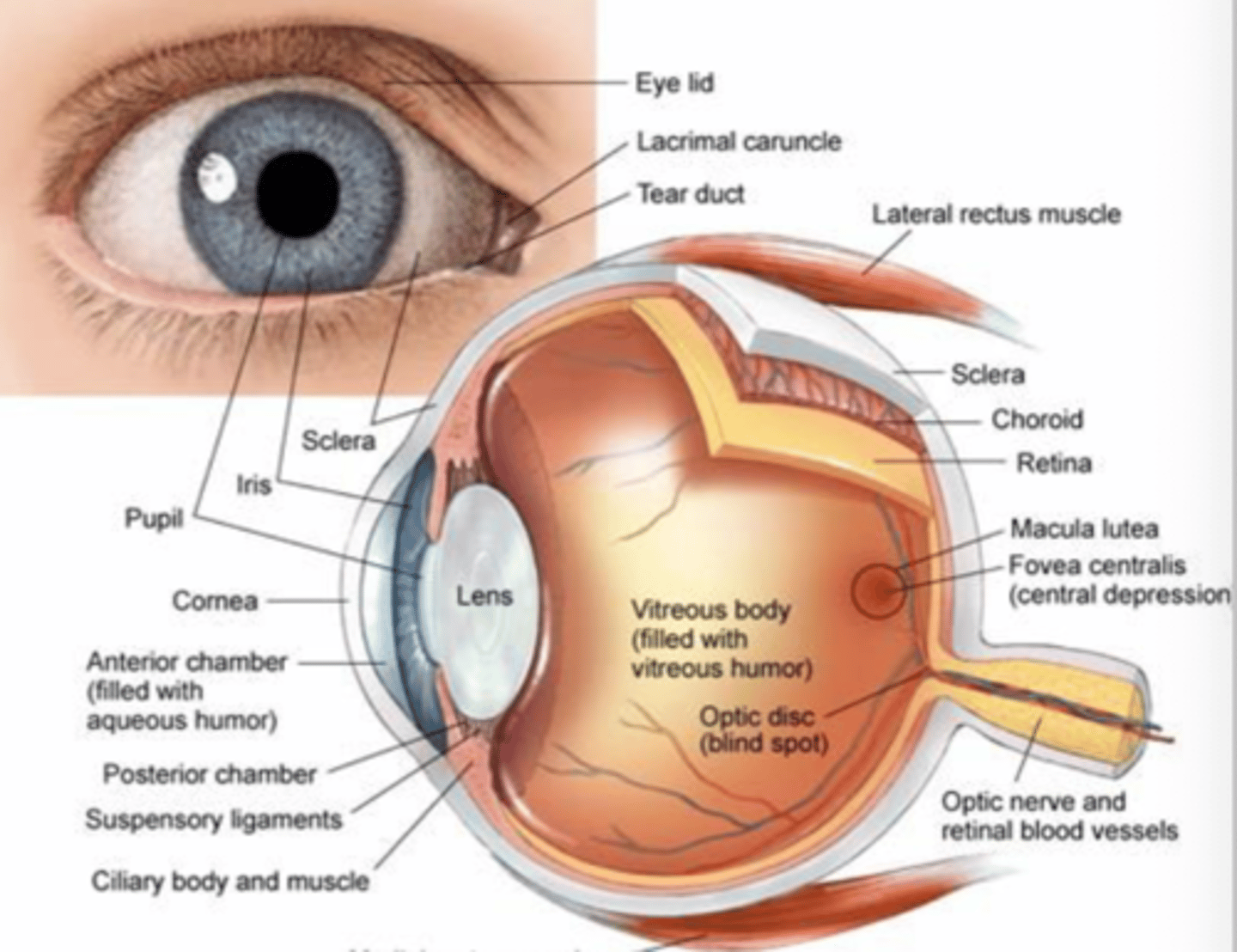 <p>- Sclera</p><p>- Cornea</p><p>- Ciliary body (posterior chamber)</p><p>- Ciliary muscles</p><p>- Anterior chamber</p><p>- Iris</p><p>- Pupil</p><p>- Lens</p><p>- Zonular ligaments</p>