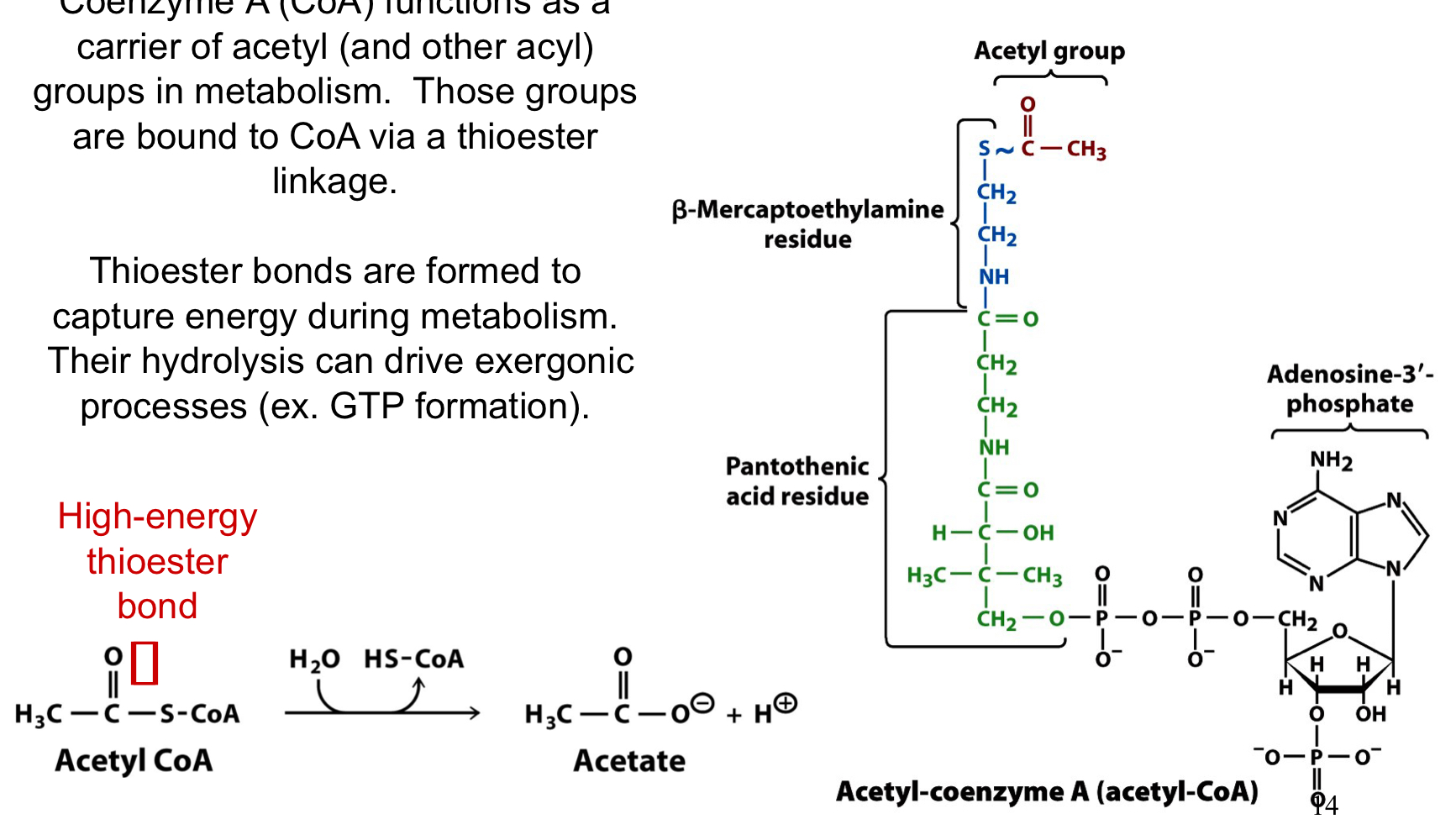 energy rich compounds (acetyl CoA has a ∆Go = -31 kJ/mol)

CoA functions as a carrier of acetyl and other acyl groups in metabolism. the groups are bound to CoA via a thioester linkage 

thioester bonds are formed to capture energy during metabolism. their hydrolysis can drive exergonic processes 