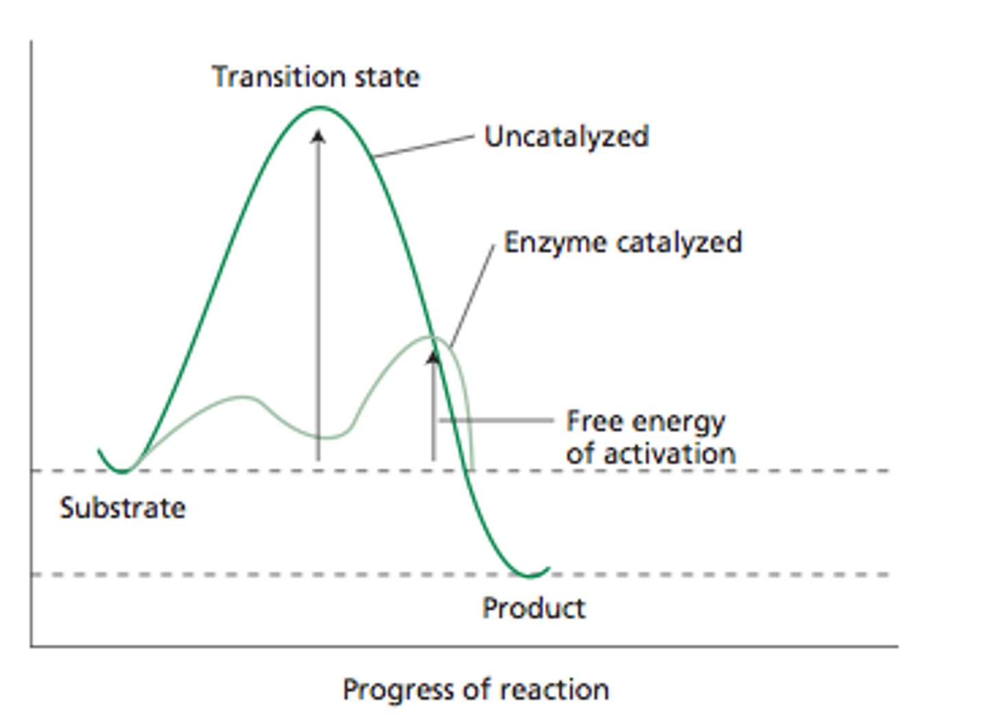 <p>1) Highest point on a free energy reaction diagram.</p><p>2) Reaction can proceed toward products or revert to reactants.</p><p>3) old bonds broken and new bonds formed here.</p><p>4) the energy required to reach this state is the activation energy</p><p>highest energy relative to reactants and products</p>