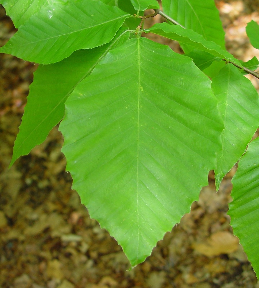 <p>American Beech</p>