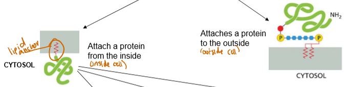 <p>They either anchor a protein to the inside of the cell, or the outside of the cell</p>