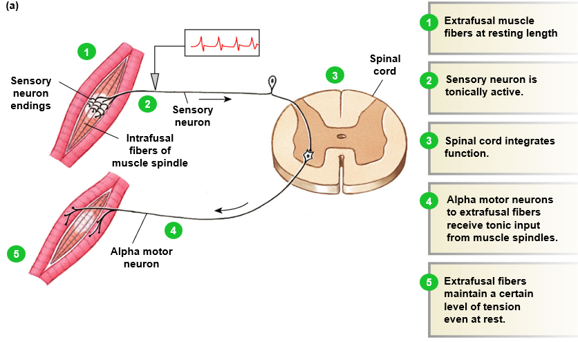 <p>monitor muscle length (and change in length) and prevent overstretching </p><ul><li><p>gamma motor neurons contract intrafusal fibers, alpha motor neurons contract muscle itself</p></li><li><p>sensory neuron tonically activated - communicating info abt length of muscle</p></li></ul>