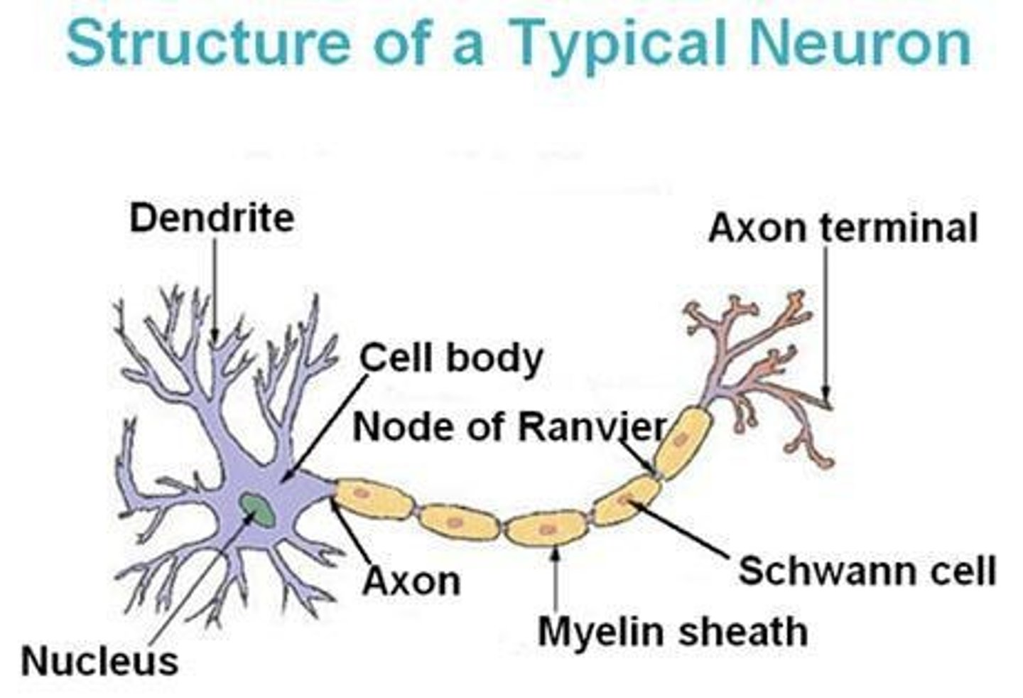 <p>The anatomical term for a nerve cell, modified to receive and distribute information.</p>