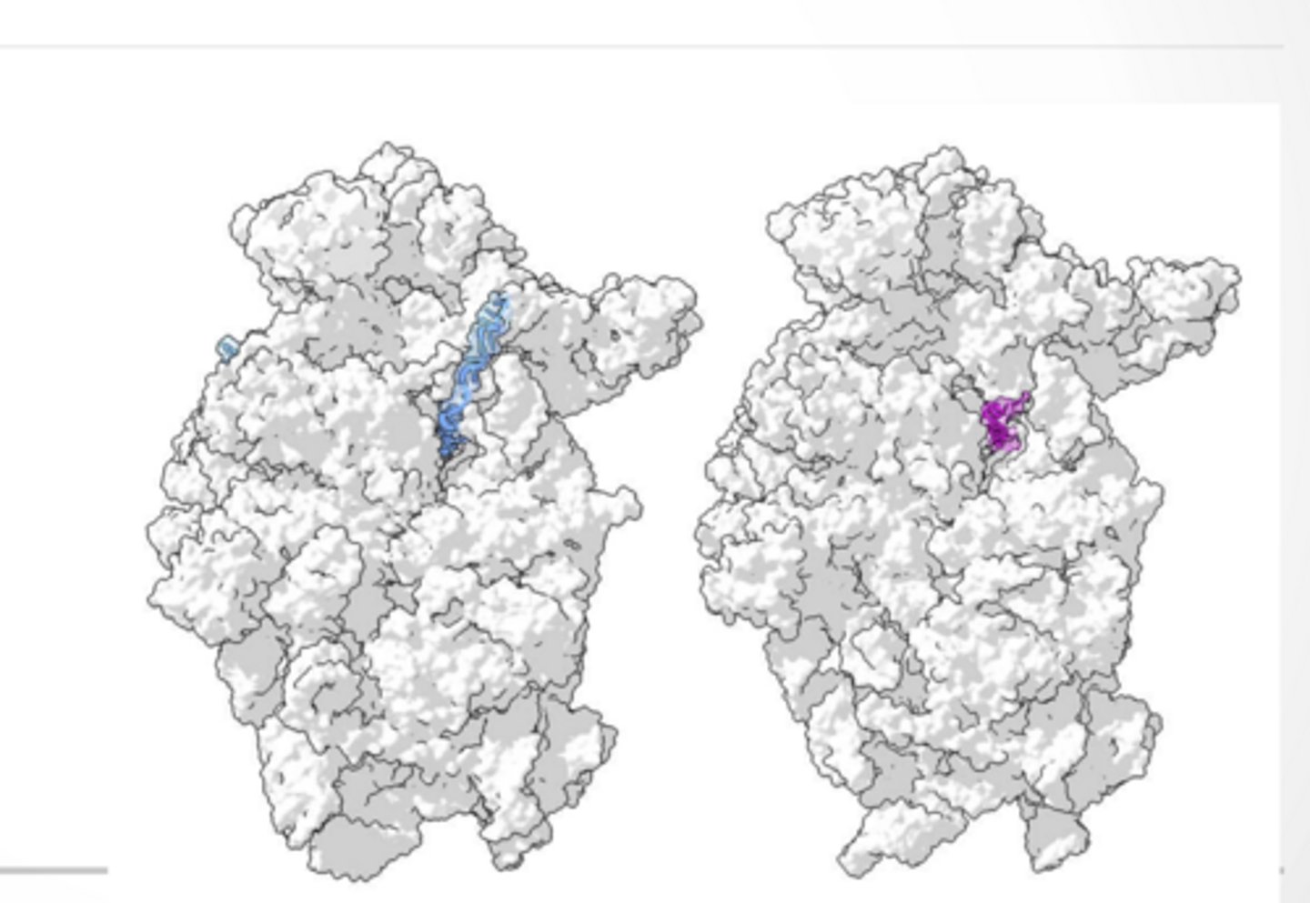 <p>Nps1 interacting with ribosomes Pink -Nps1</p><p>RNA -blue</p>