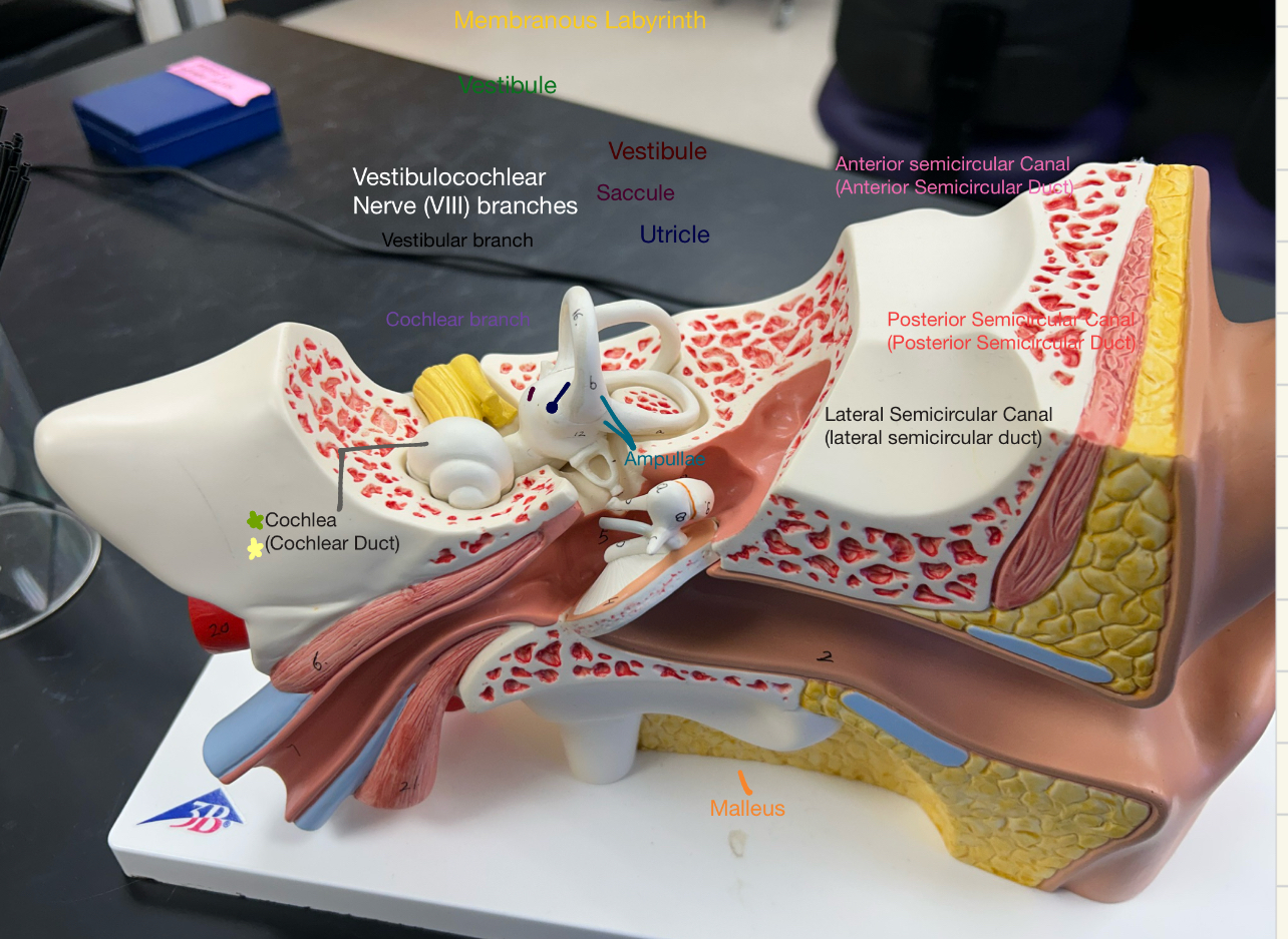 <p>Shell-shaped portion of the inner ear. Remember that the cochlea is a bony labyrinth structure that contains a membranous labyrinth structure known as the cochlear duct</p>