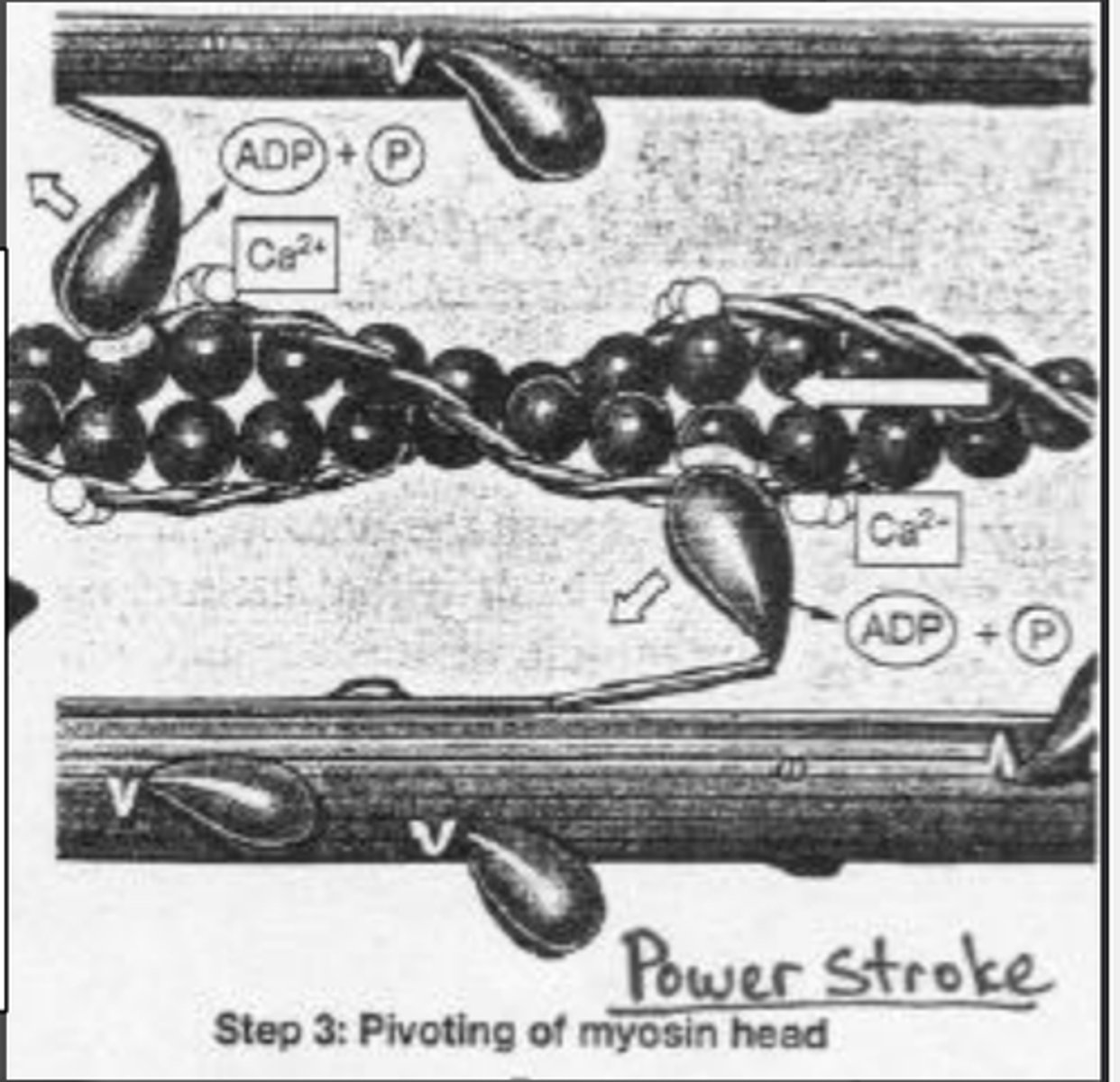 <p>1. Pi and then ADP are released</p><p>2. Myosin head swivels</p><p>3. Pulls actin relative to myosin</p><p>4. Power Stroke!!!!!!!</p><p>5. Myosin head remains bound to actin</p><p>6. ![[Pasted image 20250924100756.png]]</p>