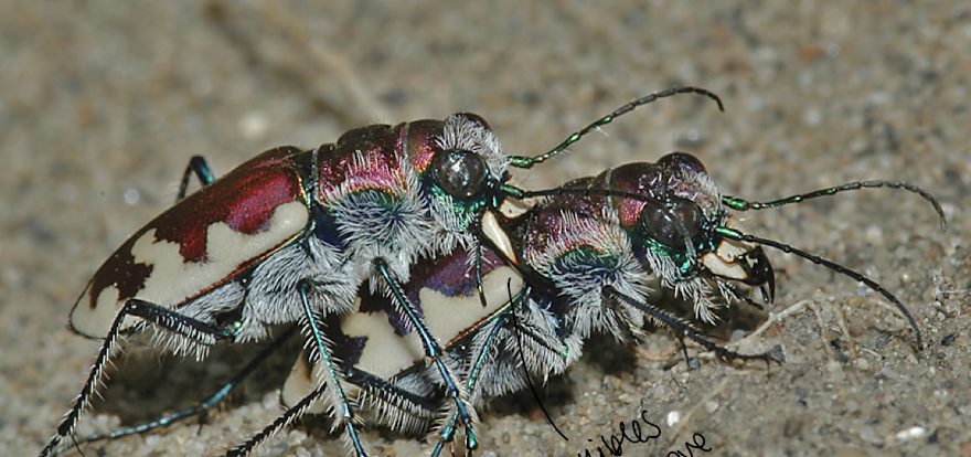 <p>as observed by tiger beetles</p><p>male holds on to female to ensure no other males mate with her</p><p>his mandibles have a unique shape corresponding to a unique groove in the female</p><p>females spermatheca holds sperm until fertilization</p>