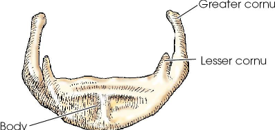 <ul><li><p>small U-shaped bone situated at the base of the tongue</p></li><li><p>accessory bone of axial skeleton; not a facial or cranial bone</p></li><li><p>only bone in the body that does no articulate with another bone</p></li></ul><p></p>