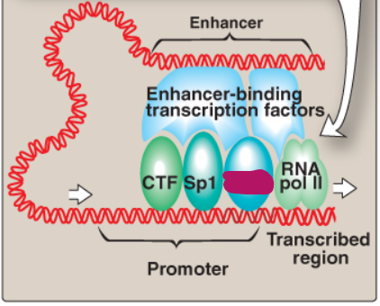<p>Label this section of the core promoter site.</p>