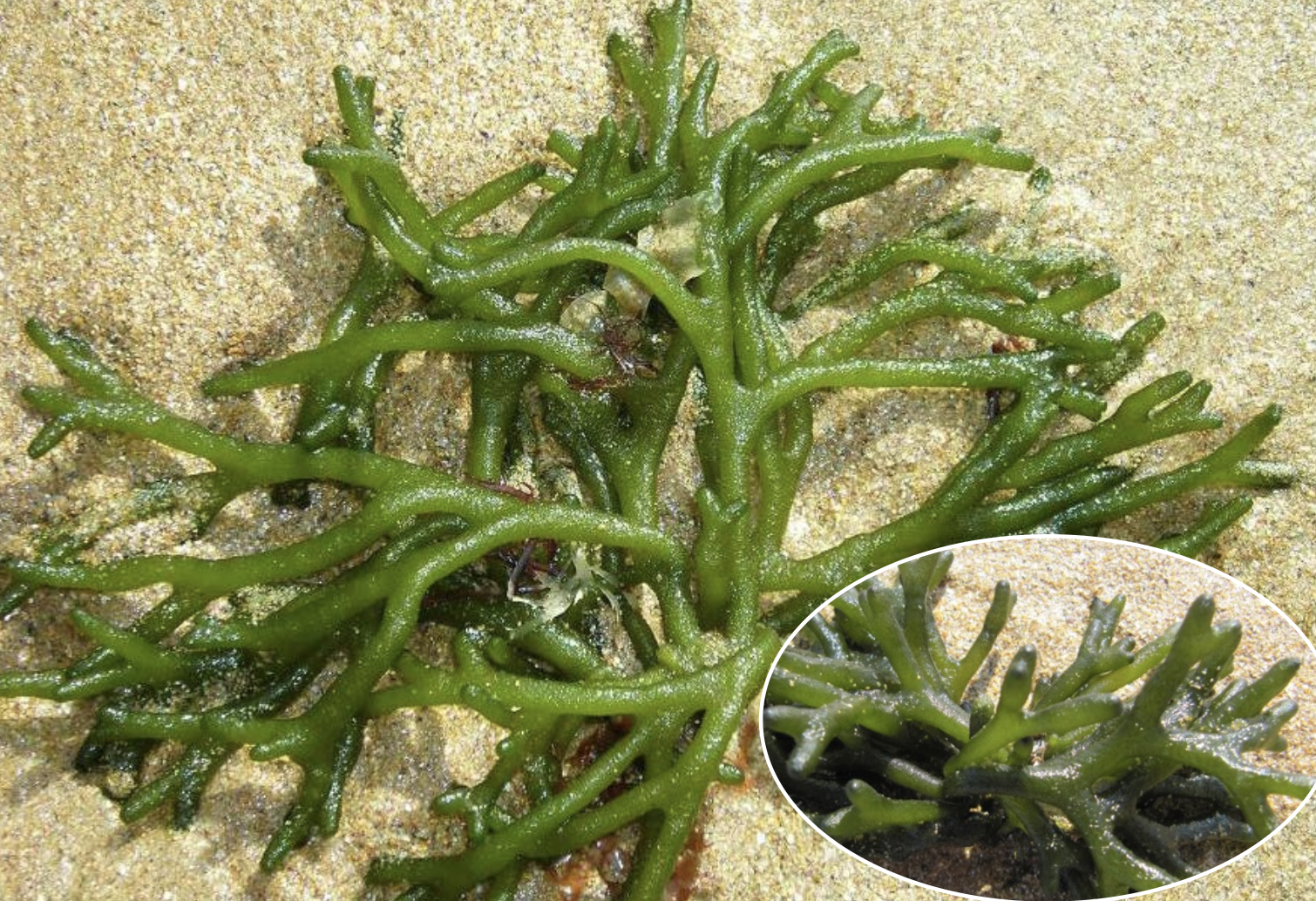 <p>Identificar la alga</p>