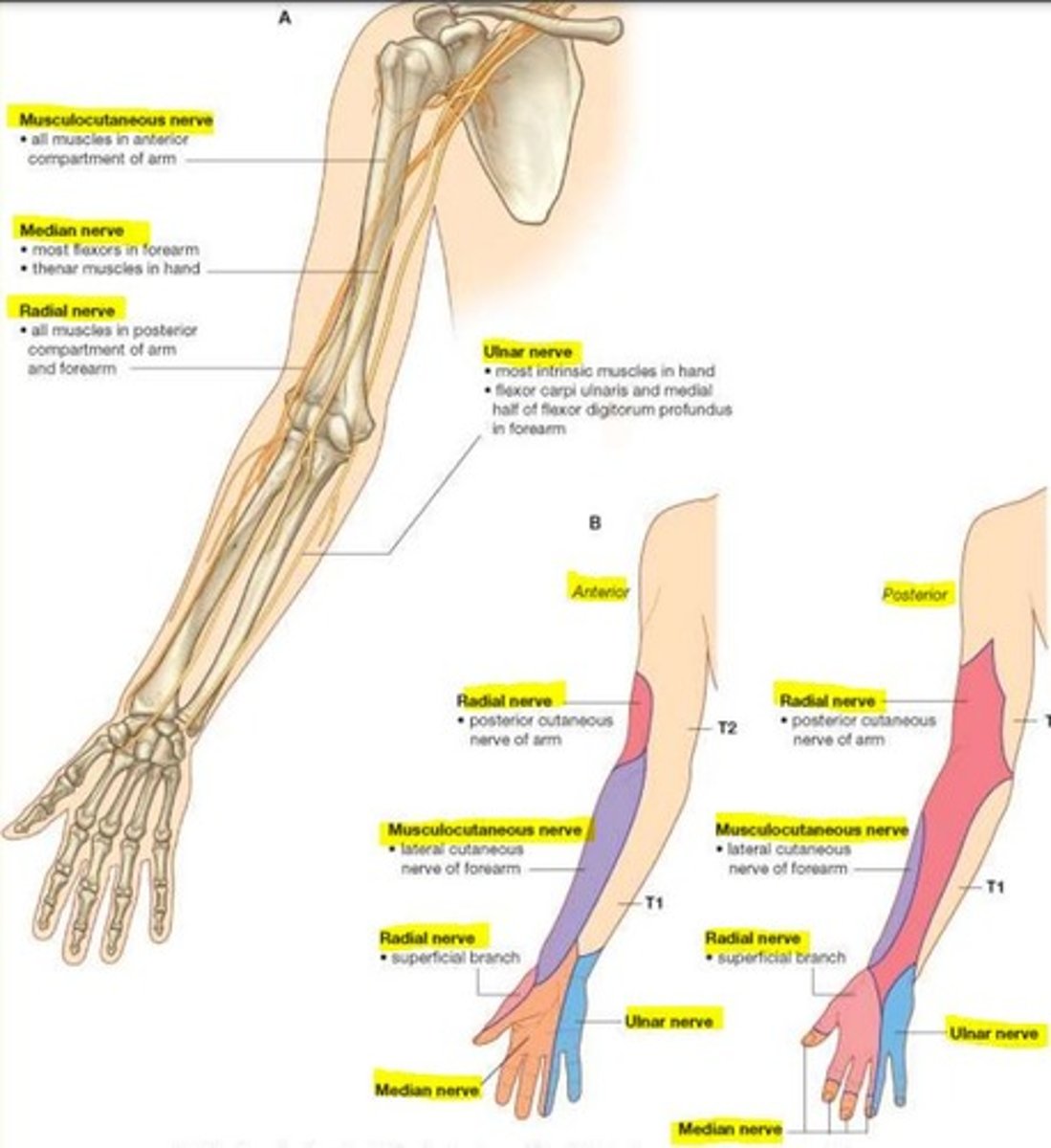 <p>musculocutaneous, median, radial, ulnar, axillary</p>