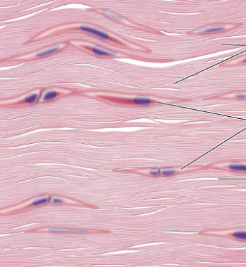 <p>what type of connective tissue is this?</p>