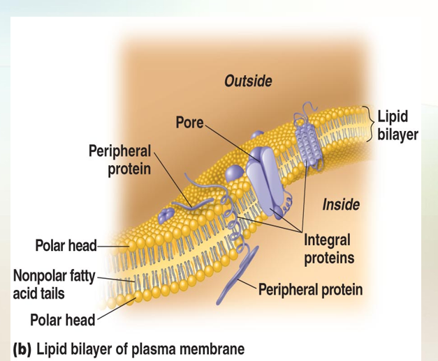 <p>Has: </p><ul><li><p>Phospholipid bilayer </p></li><li><p>Peripheral proteins </p></li><li><p>Integral Proteins </p></li><li><p>Exhibits:  Selective permeability allows passage of some molecules </p></li></ul><p></p>