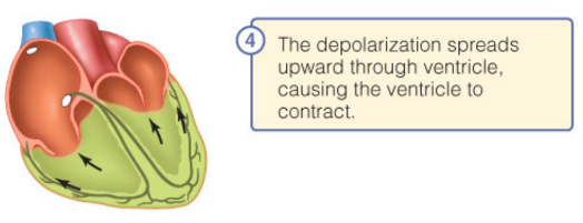 This penetrates throughout ventricular walls, distributing impulses through the ventricles. This allows ventricles to contract, beginning at the apex, and moving towards atria.
