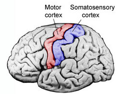 <p>Motor cortex</p>