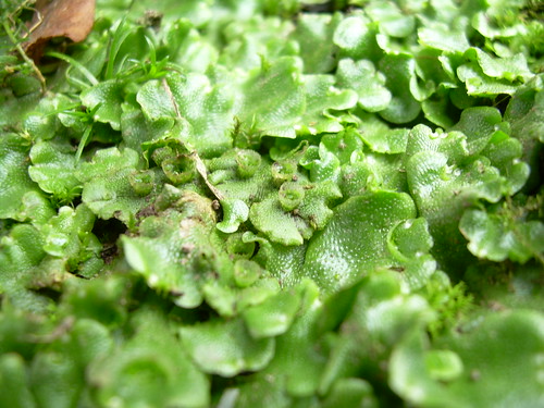 -liverworts
Living specimens are Marchantia, Porella, Conocephalum, Riccia)
Rhizoids, thallus, perianth, seta, capsule