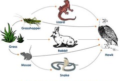 energy from the sun is captured by producers and passed along food chains by consumption and decomposition. Energy is lost at each stage.