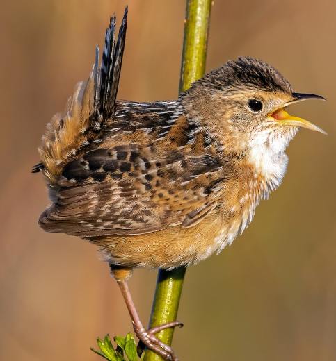 <p>What bird is this? </p>