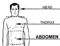 <p>chest cavity, pleural cavity, thorax<br>eg. thoracodynia</p>