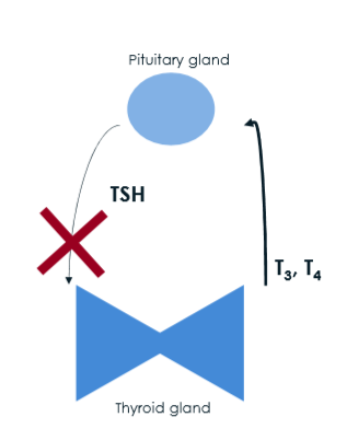 <p>no TSH fro pituitary </p><p>increased T3, T4 from thyroid </p>