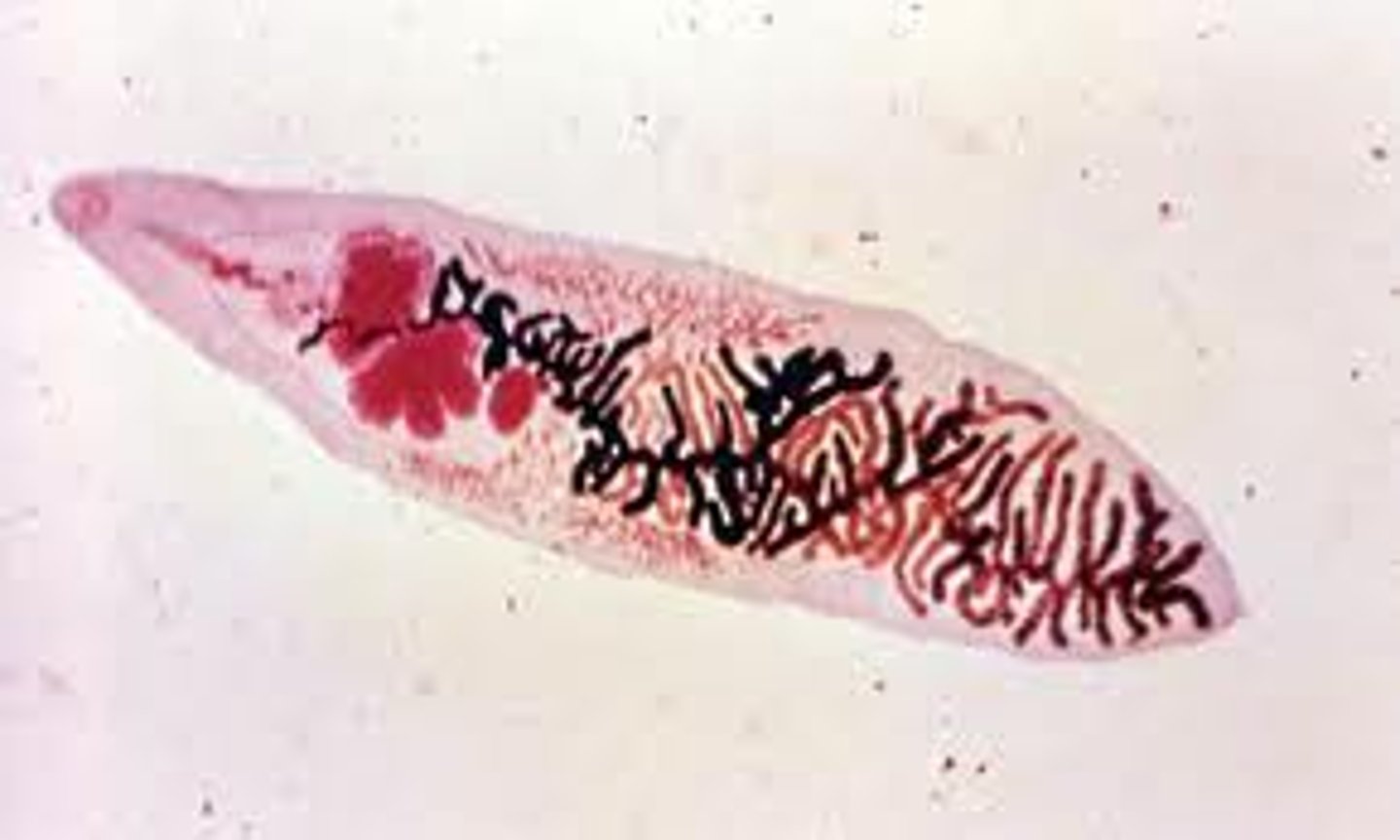 <p>-> Flukes</p><p>Endoparasites : digestive + circulatory</p><p>- Resistant outer skin</p><p>- suckers</p><p>Eg. : Clonorchis (human liver) , Fasciola (Sheep liver), Schistosoma (Blood)</p>