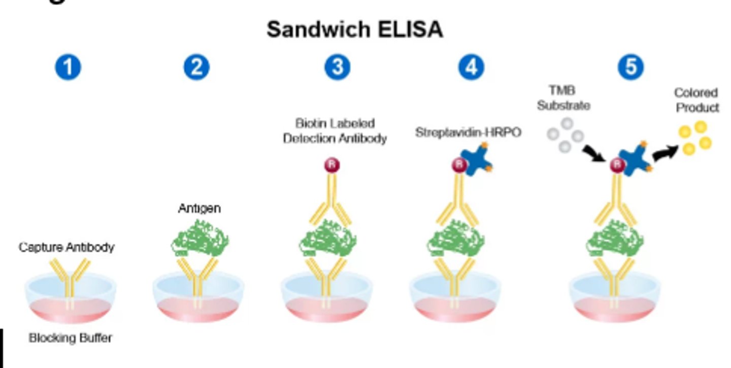 <p>higher sensitivity and specificity</p><p>Sandwich assay: Analyte is sandwiched between two highly specific antibody reagents</p><p>Two step process, utilizes wash steps to isolate the sandwich complex and remove excess unbound labels</p><p>Concentration of labeled Ag is directly proportional to bound Ab</p>