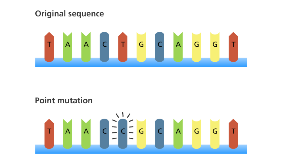 <p>A mutation is a change in the DNA sequence of an organisms genome, which can lead to variations in traits, some of which may be beneficial, neutral or harmful. </p>