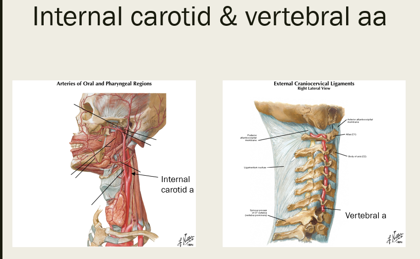 <p>the internal carotid artery and vertebral artery form an anastomosis on the ventral surface of the brain, which is called the…<br><br>(see pic of internal carotid and vertebral aa prior to entering skull)</p>