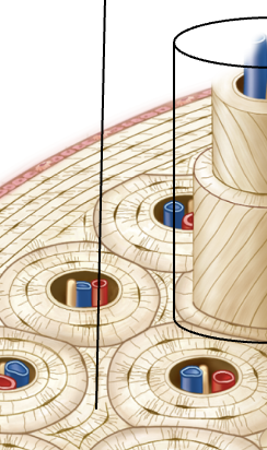 <p>Compact bone remains of a  partially&nbsp;resorbed&nbsp;osteon</p><p>found between&nbsp;newer, complete&nbsp;osteons</p>