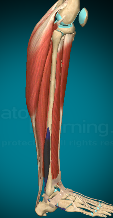 <p>What action does the Fibularis Brevis allow for?</p>